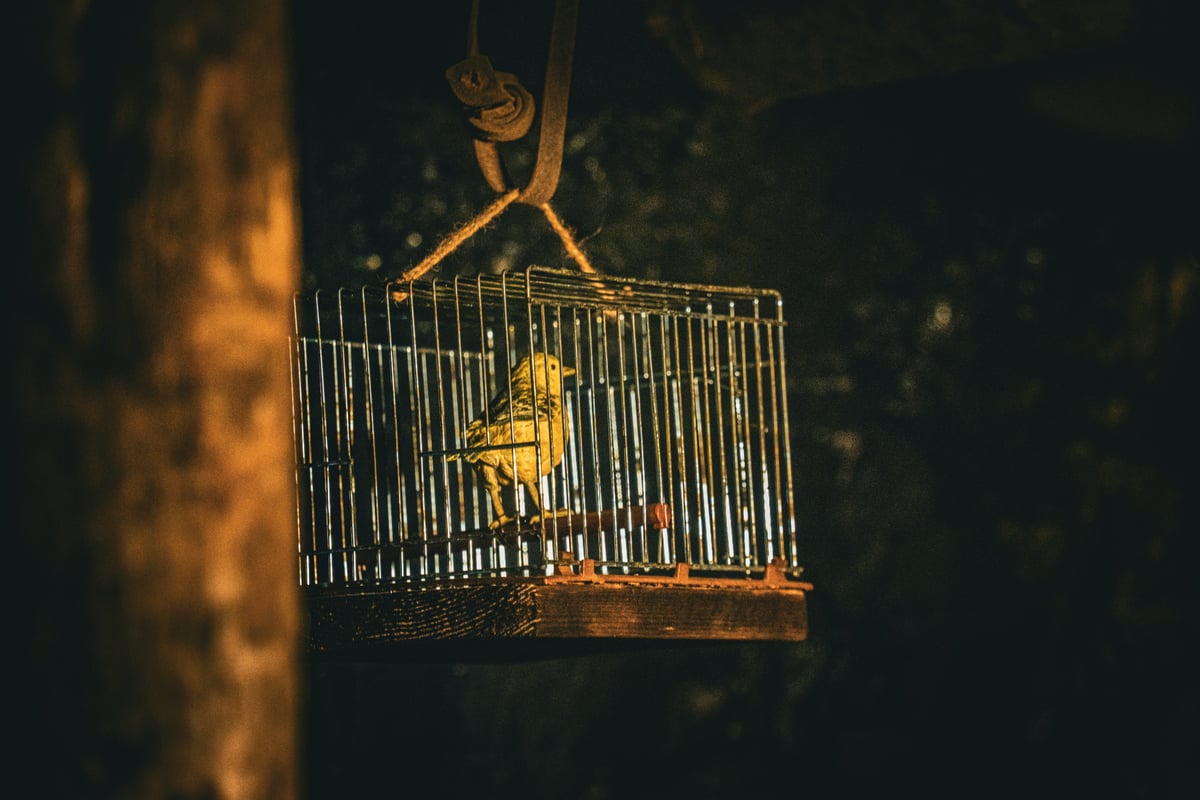 The Cost of Being the Canary