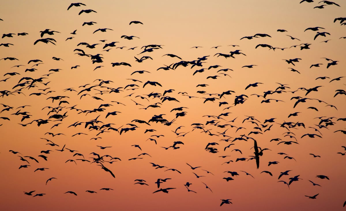 Migrations Fail When Architects Don't Translate